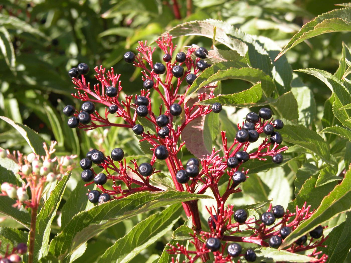 Elder, Dwarf, Danewort fruit